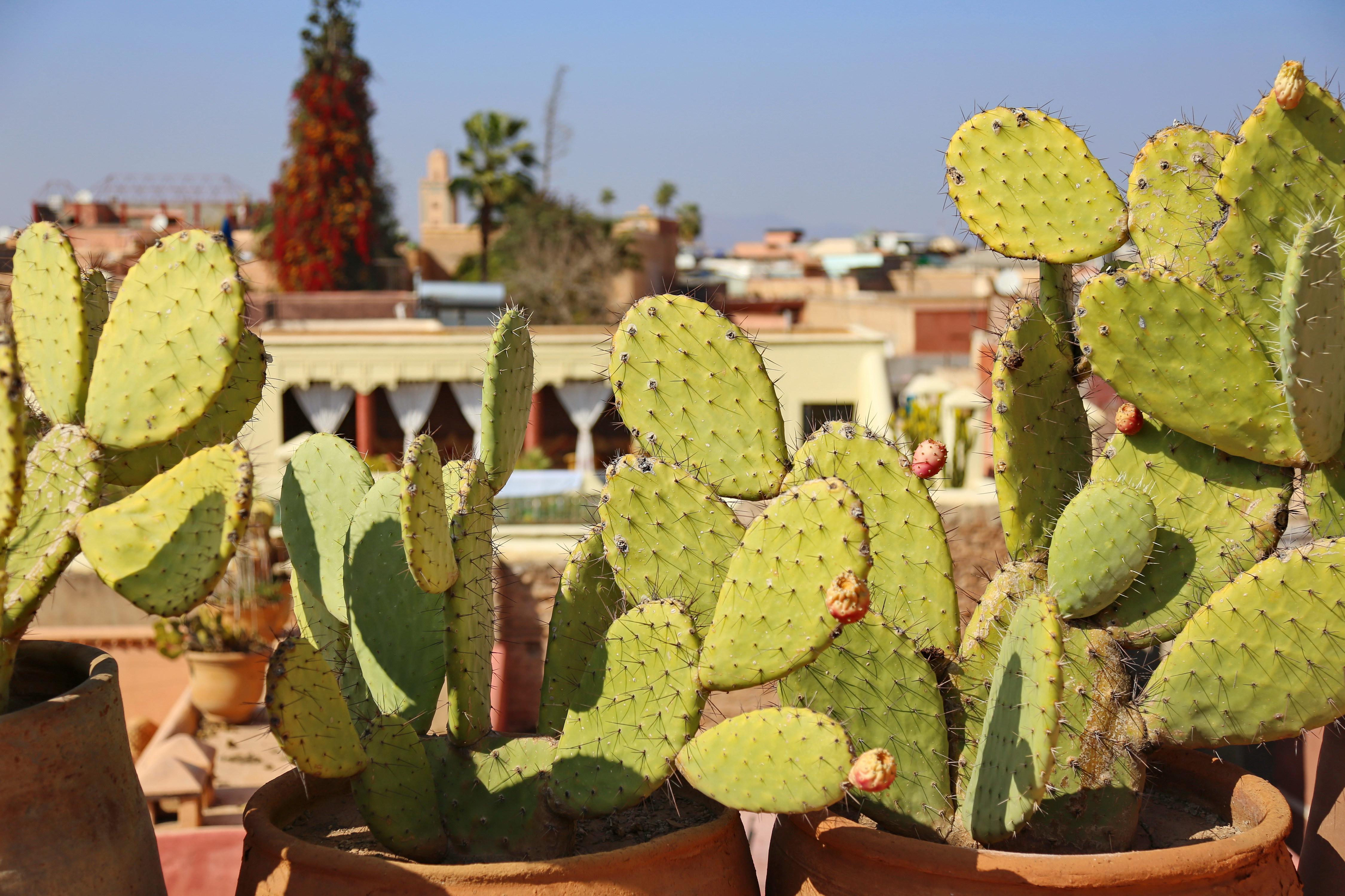 Riad Marrakiss Marrakesch Exterior foto